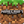 mod-minecraft